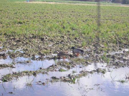 colvert